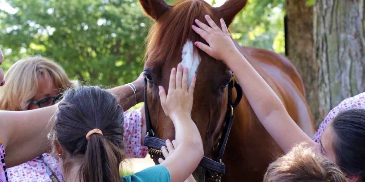 Sar Star Backstretch Tour Horse