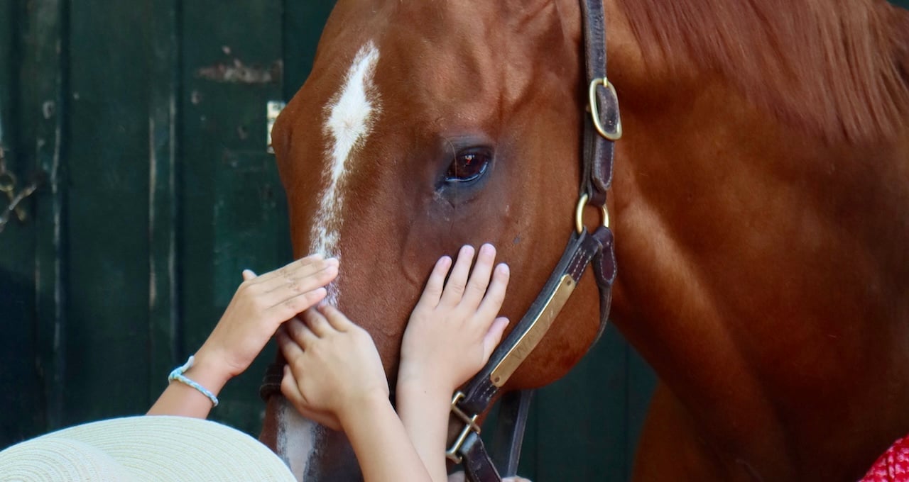 Sar 26 Backstretch Tram Tour Kids Petting Horse Nyra Star