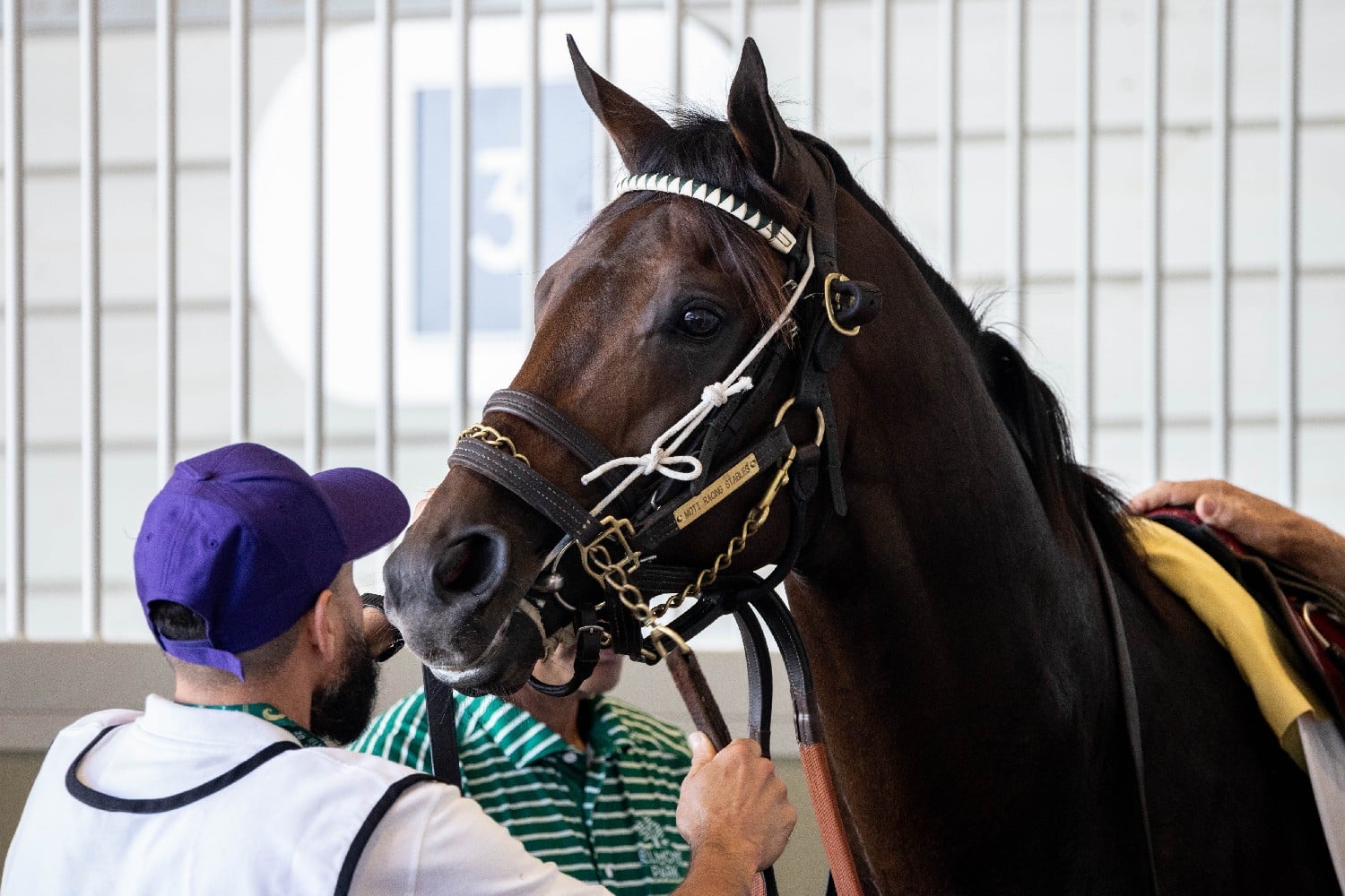 Bel 26 Gallery Saddling