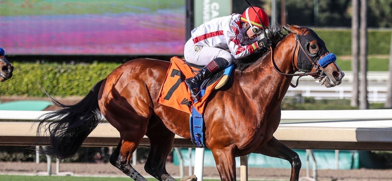 Potente Horsephotosdotcom