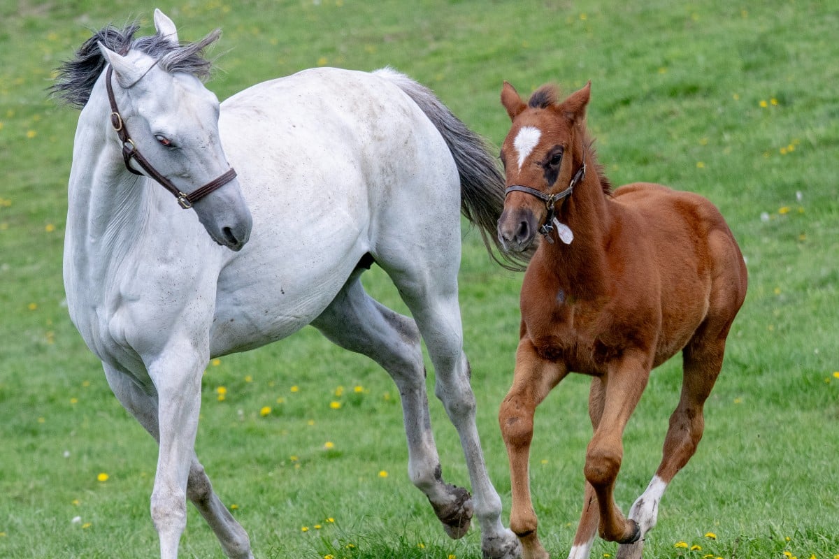 Ironhorse Stallions Horses Running Skip Dickstein