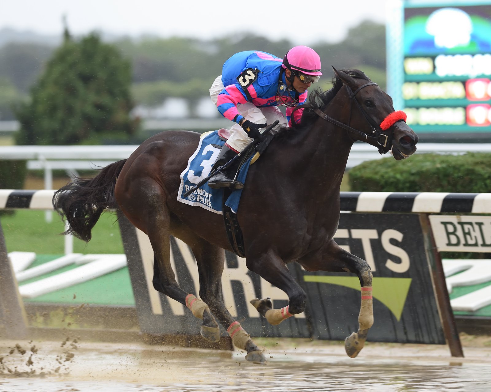 Come Dancing Royal Delta Coglianese