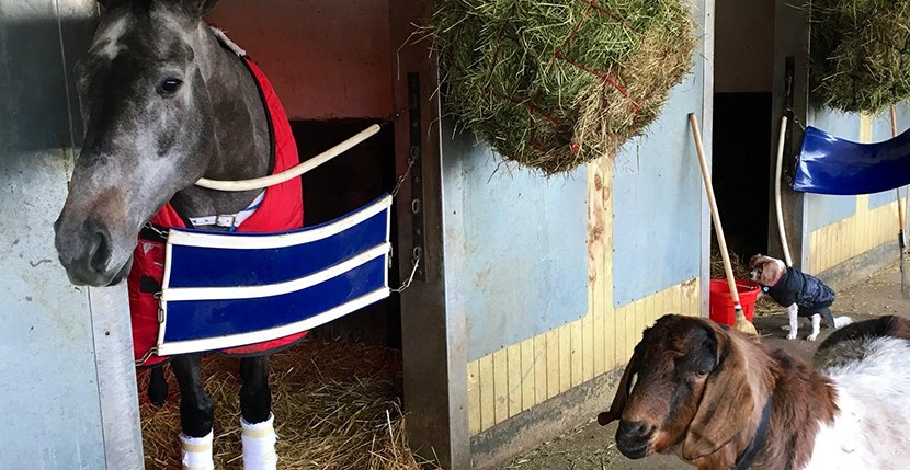 Team Atras and barn mascot Gilbert chasing GOAT status in New York ...