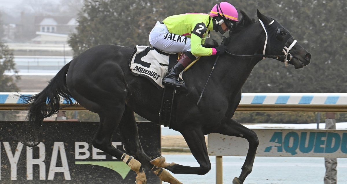 Sculcos Folly Gander Sr