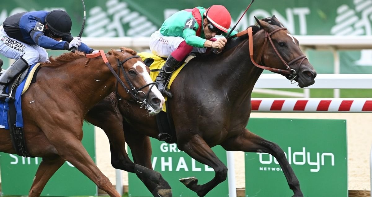 Egyptian Mau Belmont Turf Sprint 26